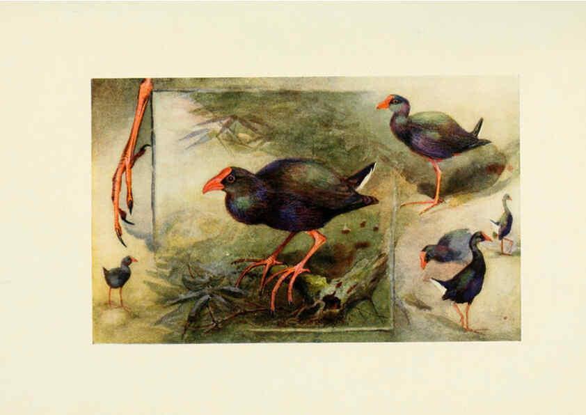 Reproducción/Reproduction 6465948719: Egyptian birds for the most part seen in the Nile Valley London,A. and C. Black,1909