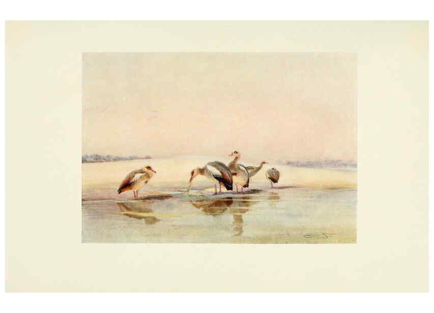 Reproducción/Reproduction 6465949115: Egyptian birds for the most part seen in the Nile Valley London,A. and C. Black,1909