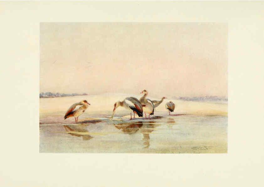 Reproducción/Reproduction 6465949115: Egyptian birds for the most part seen in the Nile Valley London,A. and C. Black,1909