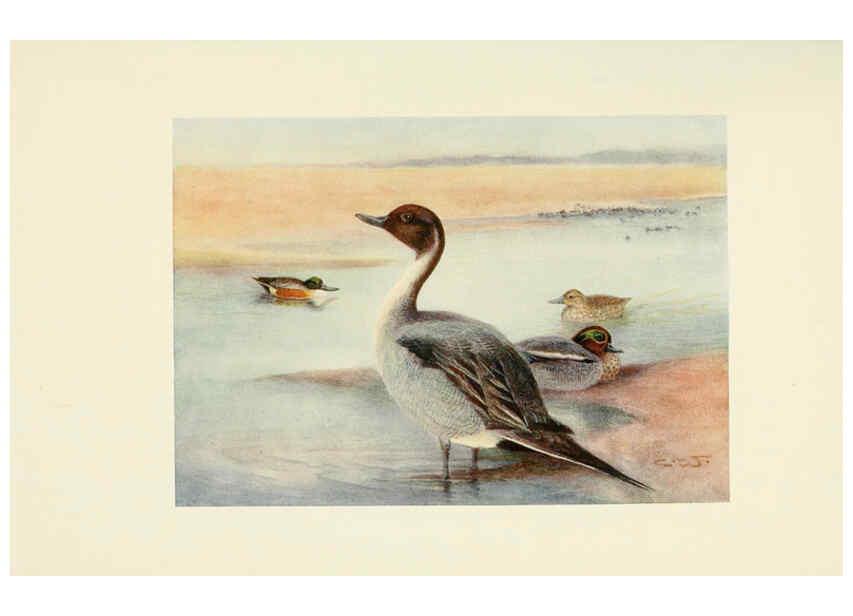 Reproducción/Reproduction 6465949609: Egyptian birds for the most part seen in the Nile Valley London,A. and C. Black,1909