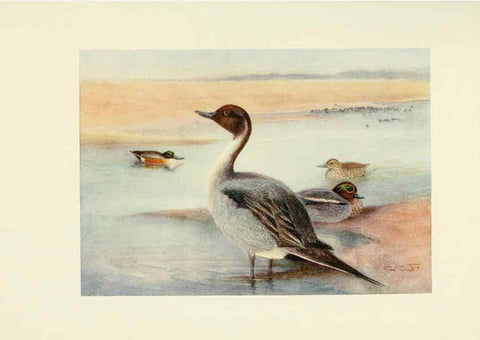 Reproducción/Reproduction 6465949609: Egyptian birds for the most part seen in the Nile Valley London,A. and C. Black,1909