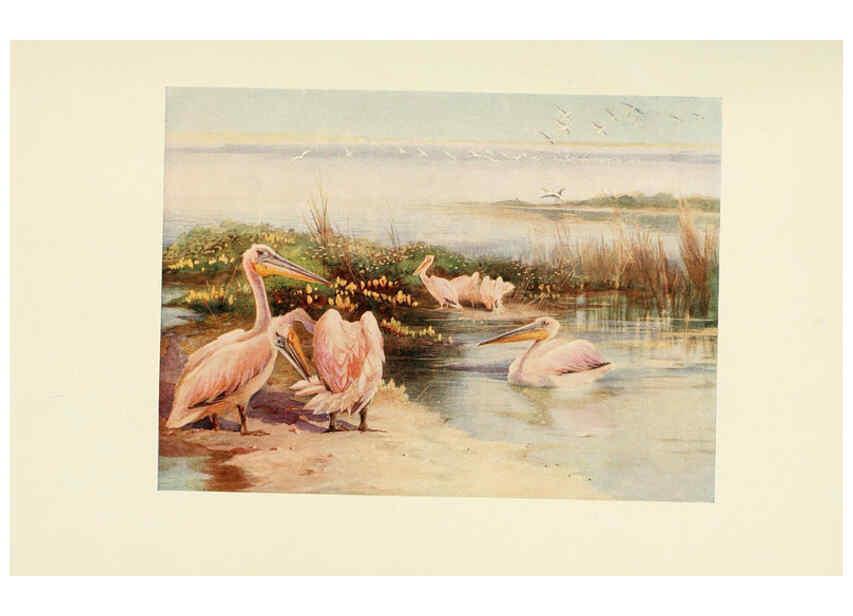 Reproducción/Reproduction 6465950169: Egyptian birds for the most part seen in the Nile Valley London,A. and C. Black,1909