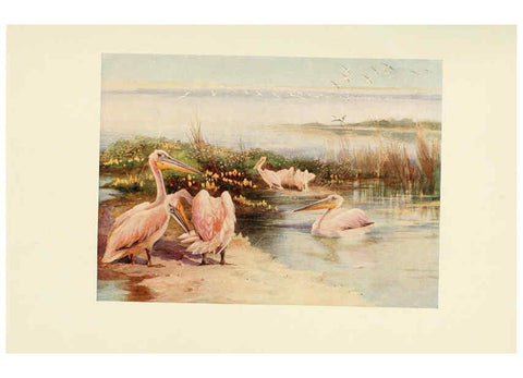Reproducción/Reproduction 6465950169: Egyptian birds for the most part seen in the Nile Valley London,A. and C. Black,1909
