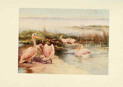 Reproducción/Reproduction 6465950169: Egyptian birds for the most part seen in the Nile Valley London,A. and C. Black,1909