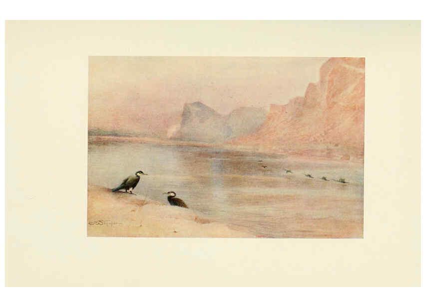 Reproducción/Reproduction 6465950533: Egyptian birds for the most part seen in the Nile Valley London,A. and C. Black,1909