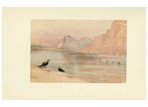 Reproducción/Reproduction 6465950533: Egyptian birds for the most part seen in the Nile Valley London,A. and C. Black,1909