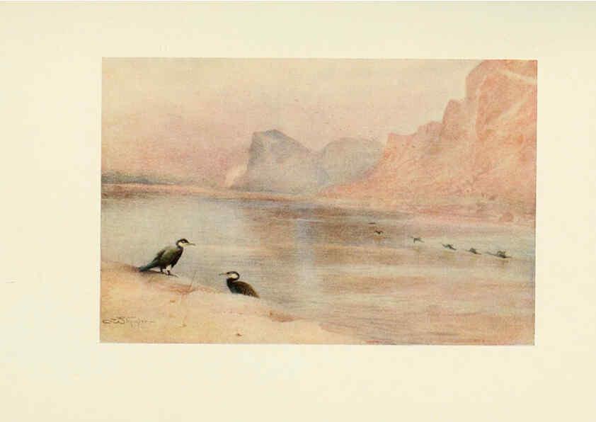 Reproducción/Reproduction 6465950533: Egyptian birds for the most part seen in the Nile Valley London,A. and C. Black,1909
