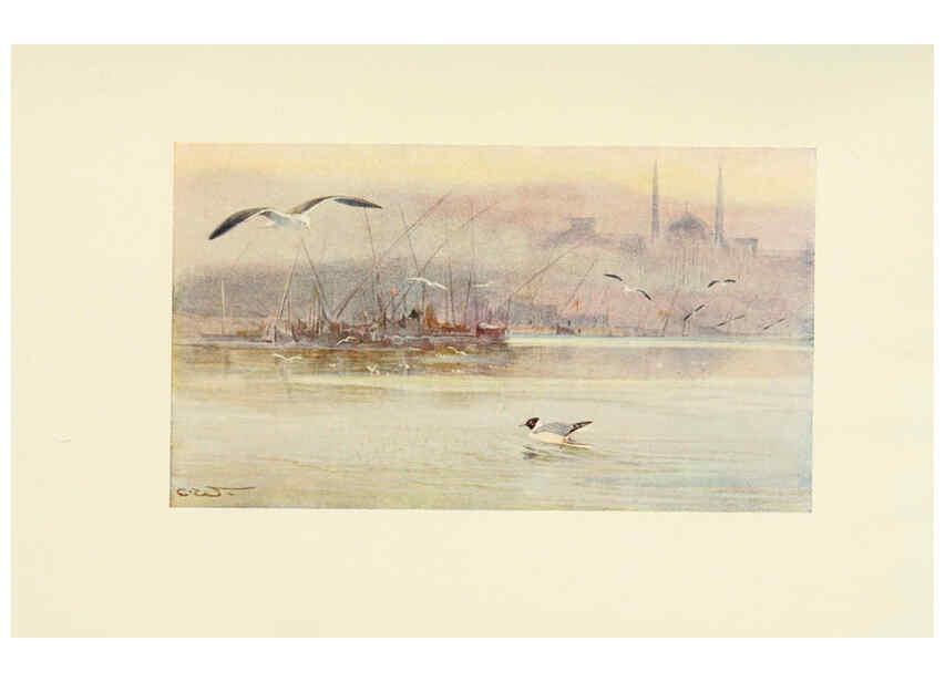 Reproducción/Reproduction 6465950887: Egyptian birds for the most part seen in the Nile Valley London,A. and C. Black,1909