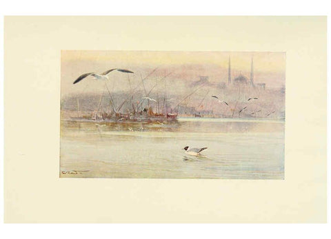 Reproducción/Reproduction 6465950887: Egyptian birds for the most part seen in the Nile Valley London,A. and C. Black,1909