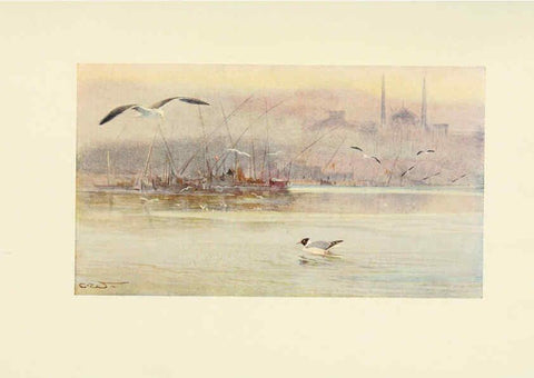 Reproducción/Reproduction 6465950887: Egyptian birds for the most part seen in the Nile Valley London,A. and C. Black,1909