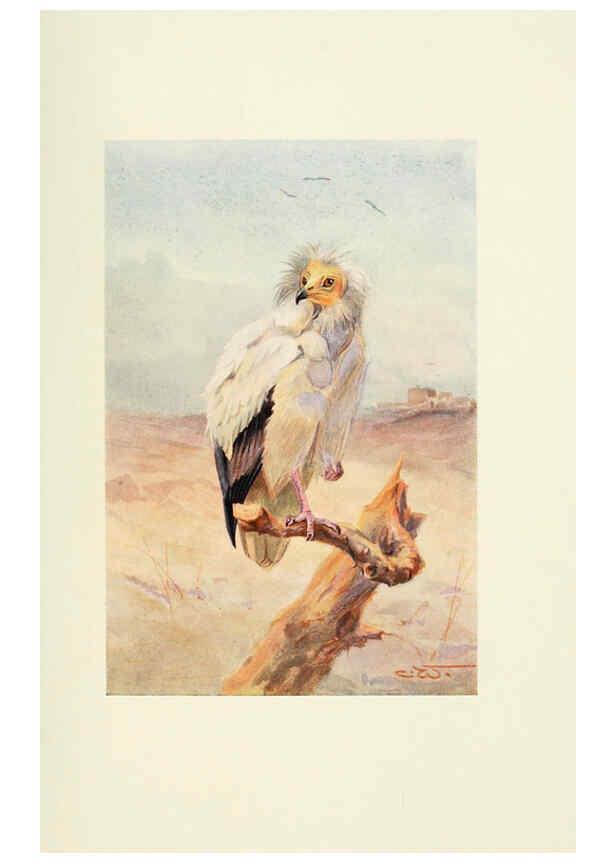 Reproducción/Reproduction 6465928787: Egyptian birds for the most part seen in the Nile Valley London,A. and C. Black,1909