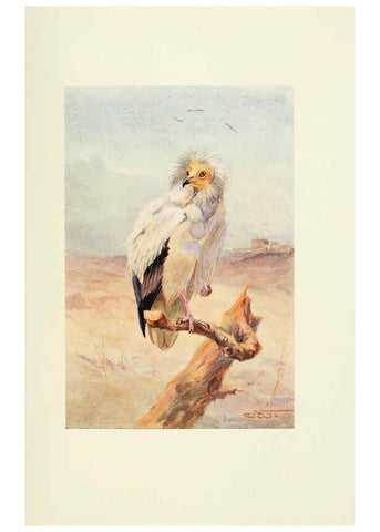 Reproducción/Reproduction 6465928787: Egyptian birds for the most part seen in the Nile Valley London,A. and C. Black,1909