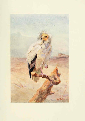 Reproducción/Reproduction 6465928787: Egyptian birds for the most part seen in the Nile Valley London,A. and C. Black,1909