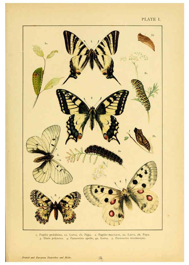 Reproducción/Reproduction 6466285995: British and European butterflies and moths (Macrolepidoptera) London,E. Nister;[1895] 