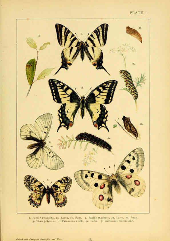 Reproducción/Reproduction 6466285995: British and European butterflies and moths (Macrolepidoptera) London,E. Nister;[1895] 