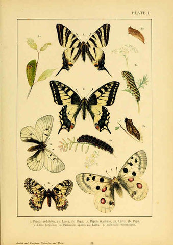 Reproducción/Reproduction 6466285995: British and European butterflies and moths (Macrolepidoptera) London,E. Nister;[1895] 