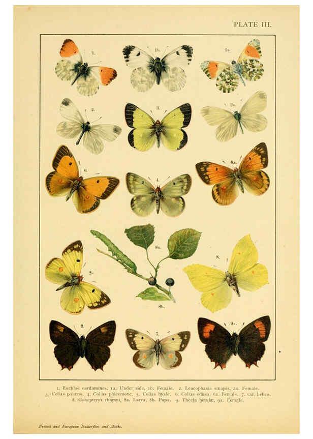 Reproducción/Reproduction 6466287567: British and European butterflies and moths (Macrolepidoptera) London,E. Nister;[1895] 