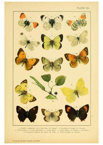 Reproducción/Reproduction 6466287567: British and European butterflies and moths (Macrolepidoptera) London,E. Nister;[1895] 