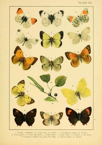 Reproducción/Reproduction 6466287567: British and European butterflies and moths (Macrolepidoptera) London,E. Nister;[1895] 