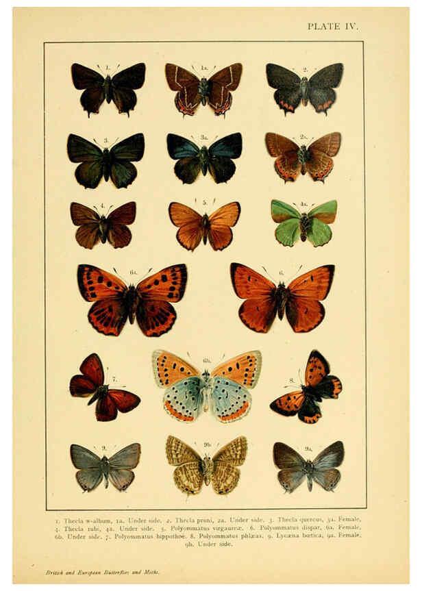 Reproducción/Reproduction 6466288241: British and European butterflies and moths (Macrolepidoptera) London,E. Nister;[1895] 