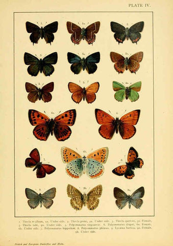 Reproducción/Reproduction 6466288241: British and European butterflies and moths (Macrolepidoptera) London,E. Nister;[1895] 