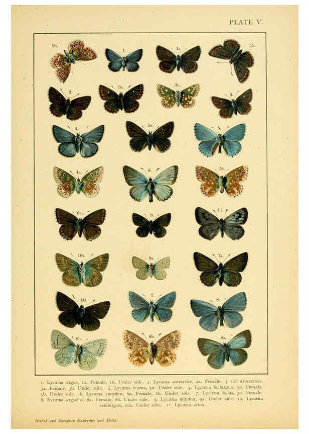 Reproducción/Reproduction 6466288855: British and European butterflies and moths (Macrolepidoptera) London,E. Nister;[1895] 