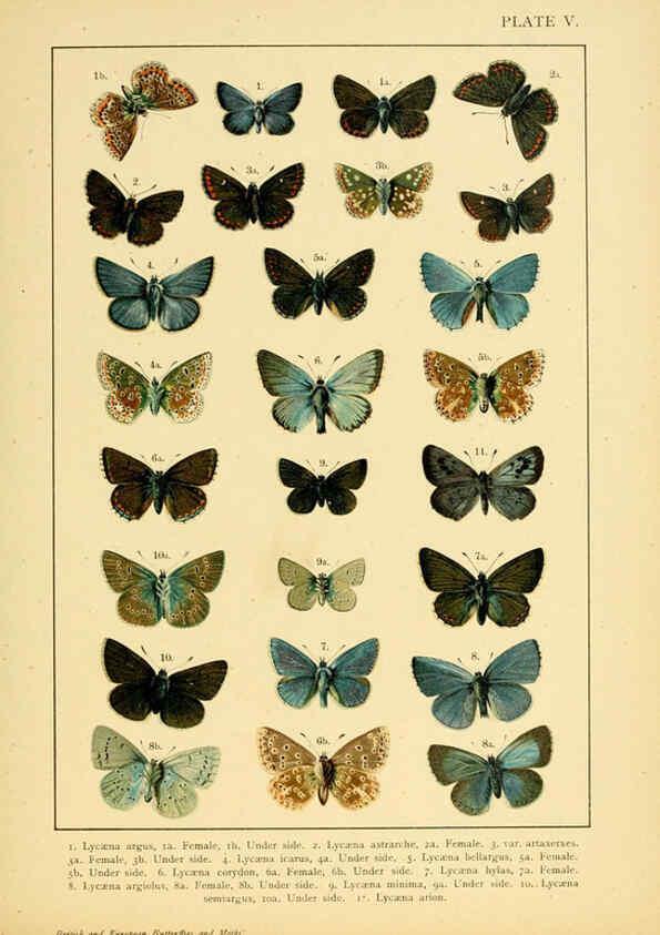 Reproducción/Reproduction 6466288855: British and European butterflies and moths (Macrolepidoptera) London,E. Nister;[1895] 
