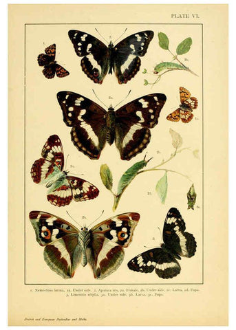 Reproducción/Reproduction 6466289495: British and European butterflies and moths (Macrolepidoptera) London,E. Nister;[1895] 