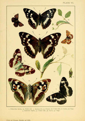 Reproducción/Reproduction 6466289495: British and European butterflies and moths (Macrolepidoptera) London,E. Nister;[1895] 