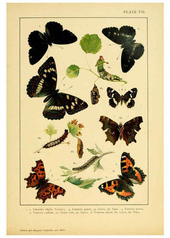 Reproducción/Reproduction 6466290121: British and European butterflies and moths (Macrolepidoptera) London,E. Nister;[1895] 