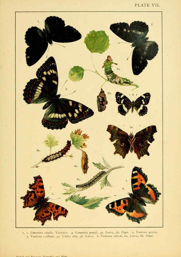 Reproducción/Reproduction 6466290121: British and European butterflies and moths (Macrolepidoptera) London,E. Nister;[1895] 