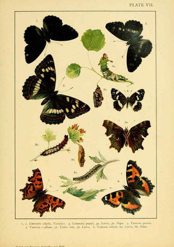 Reproducción/Reproduction 6466290121: British and European butterflies and moths (Macrolepidoptera) London,E. Nister;[1895] 
