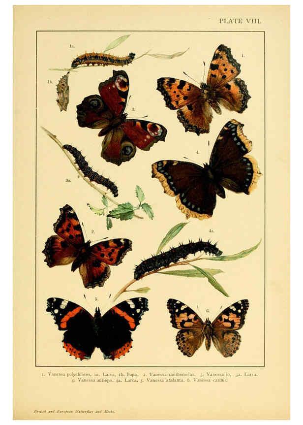 Reproducción/Reproduction 6466291101: British and European butterflies and moths (Macrolepidoptera) London,E. Nister;[1895] 