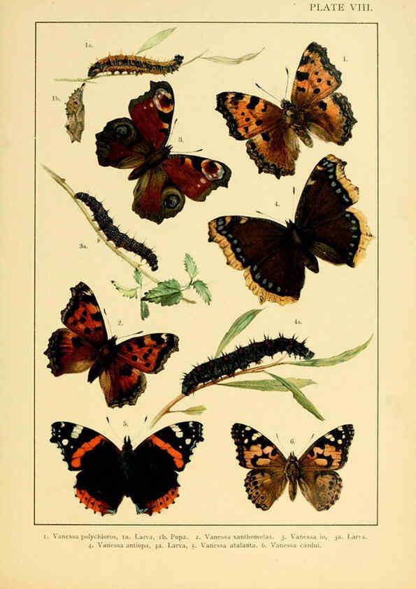 Reproducción/Reproduction 6466291101: British and European butterflies and moths (Macrolepidoptera) London,E. Nister;[1895] 
