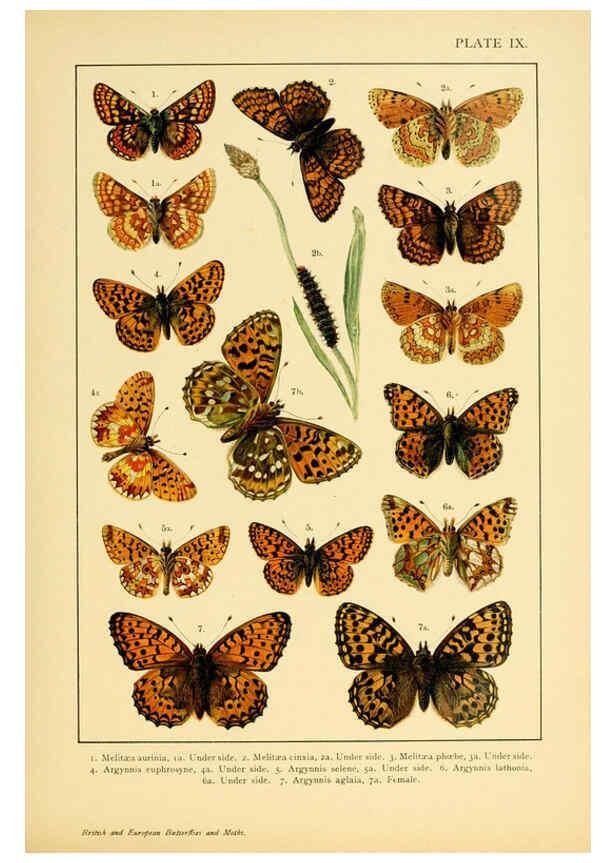 Reproducción/Reproduction 6466291677: British and European butterflies and moths (Macrolepidoptera) London,E. Nister;[1895] 