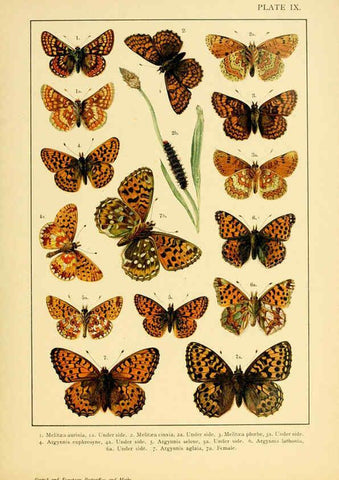 Reproducción/Reproduction 6466291677: British and European butterflies and moths (Macrolepidoptera) London,E. Nister;[1895] 