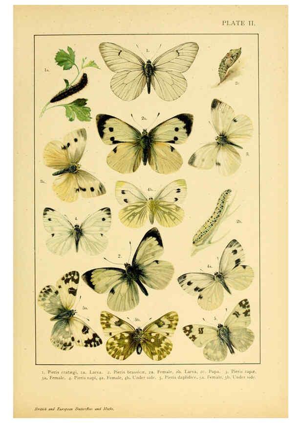 Reproducción/Reproduction 6466286957: British and European butterflies and moths (Macrolepidoptera) London,E. Nister;[1895] 
