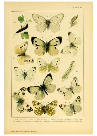 Reproducción/Reproduction 6466286957: British and European butterflies and moths (Macrolepidoptera) London,E. Nister;[1895] 