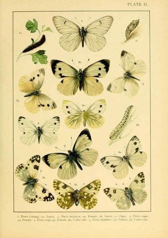 Reproducción/Reproduction 6466286957: British and European butterflies and moths (Macrolepidoptera) London,E. Nister;[1895] 
