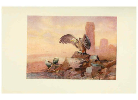 Reproducción/Reproduction 6465928393: Egyptian birds for the most part seen in the Nile Valley London,A. and C. Black,1909