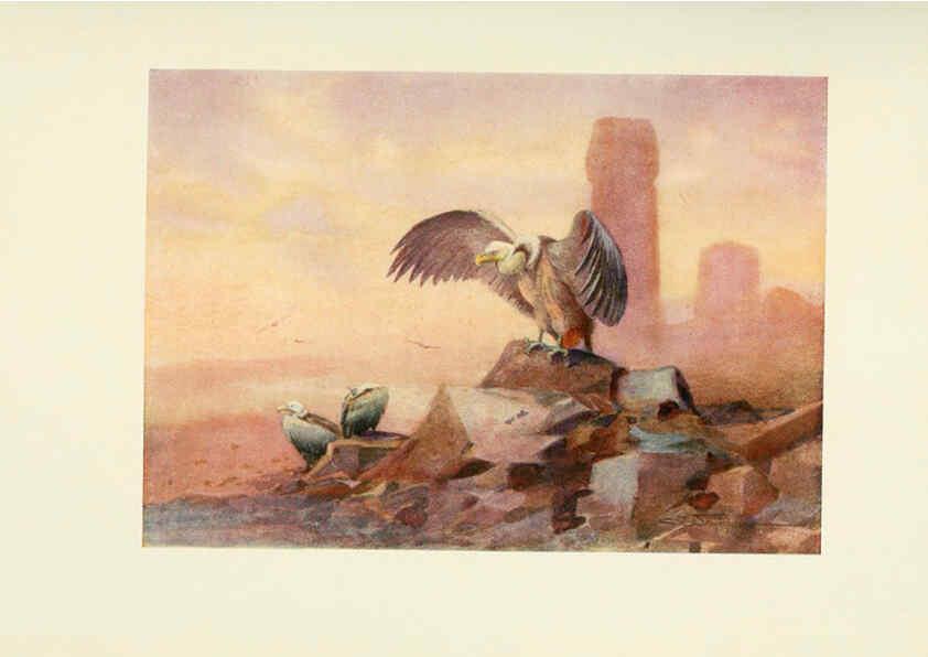Reproducción/Reproduction 6465928393: Egyptian birds for the most part seen in the Nile Valley London,A. and C. Black,1909