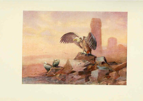 Reproducción/Reproduction 6465928393: Egyptian birds for the most part seen in the Nile Valley London,A. and C. Black,1909