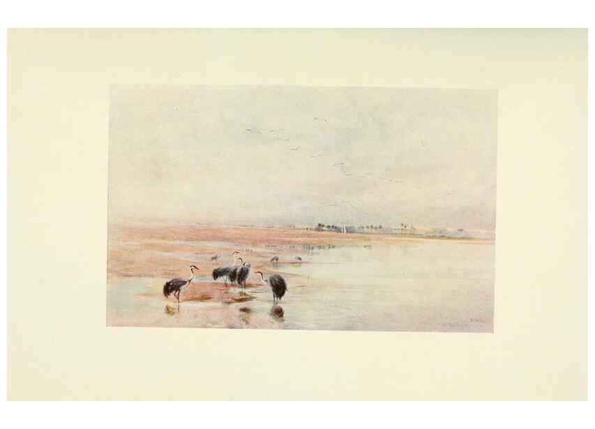 Reproducción/Reproduction 6465927847: Egyptian birds for the most part seen in the Nile Valley London,A. and C. Black,1909