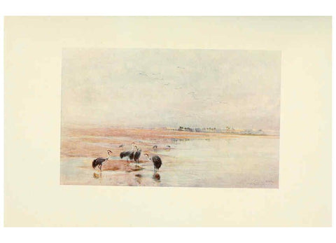 Reproducción/Reproduction 6465927847: Egyptian birds for the most part seen in the Nile Valley London,A. and C. Black,1909