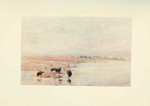 Reproducción/Reproduction 6465927847: Egyptian birds for the most part seen in the Nile Valley London,A. and C. Black,1909