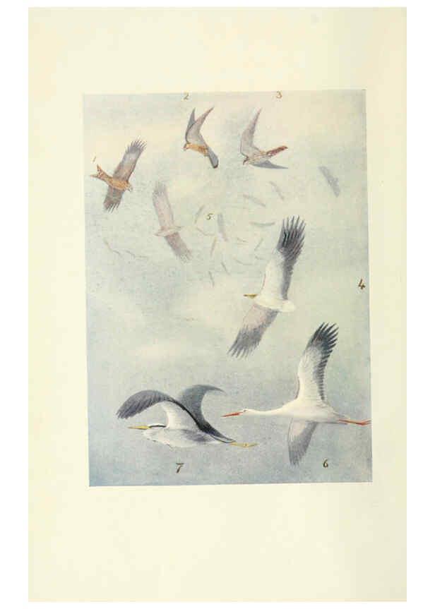 Reproducción/Reproduction 6465927231: Egyptian birds for the most part seen in the Nile Valley London,A. and C. Black,1909