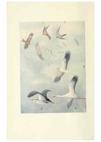Reproducción/Reproduction 6465927231: Egyptian birds for the most part seen in the Nile Valley London,A. and C. Black,1909
