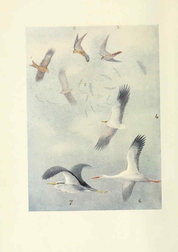 Reproducción/Reproduction 6465927231: Egyptian birds for the most part seen in the Nile Valley London,A. and C. Black,1909