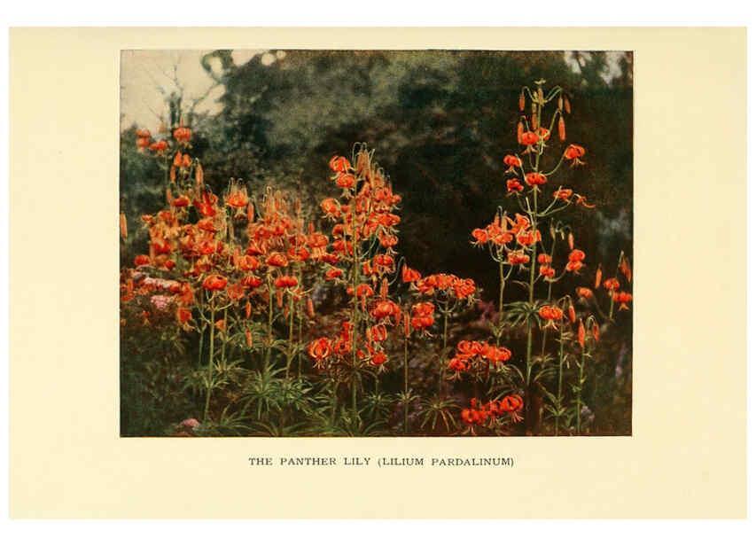 Reproducción/Reproduction 6465798223: The book of hardy flowers New York,Funk & Wagnalls company; [etc., etc.][1915] 