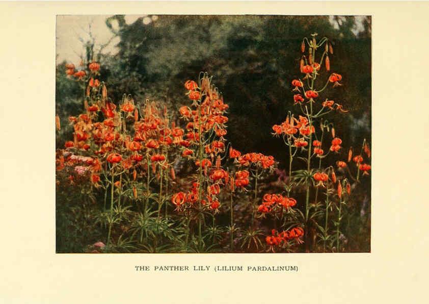 Reproducción/Reproduction 6465798223: The book of hardy flowers New York,Funk & Wagnalls company; [etc., etc.][1915] 